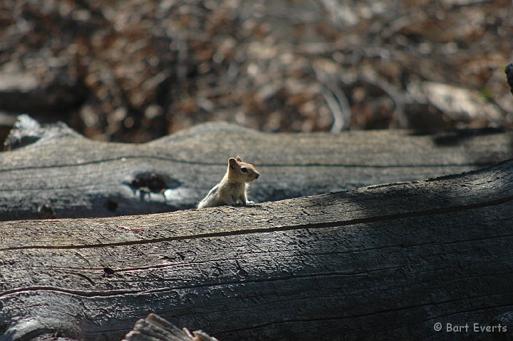 DSC_1581.JPG - Goden-Mantled Ground Squirrel